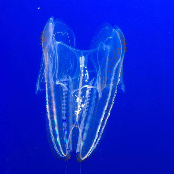 Meet your Posher, Grace - Picture 1 of 1